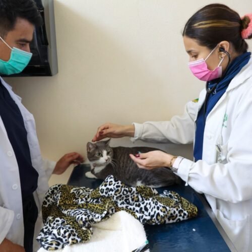 UAEMéx impulsa la tenencia responsable para mejorar la calidad de vida de los gatos