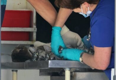 Jornadas itinerantes de esterilización acercan servicios veterinarios a la población en Toluca