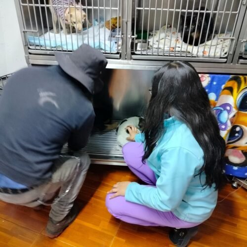 la historia de “Mantequilla”, una perrita en Ciudad Universitaria de la UAEMéx