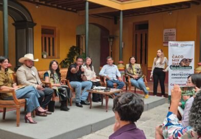 Impulsa Toluca protección del cacomixtle y el tlacuache para conservar el equilibrio ambiental
