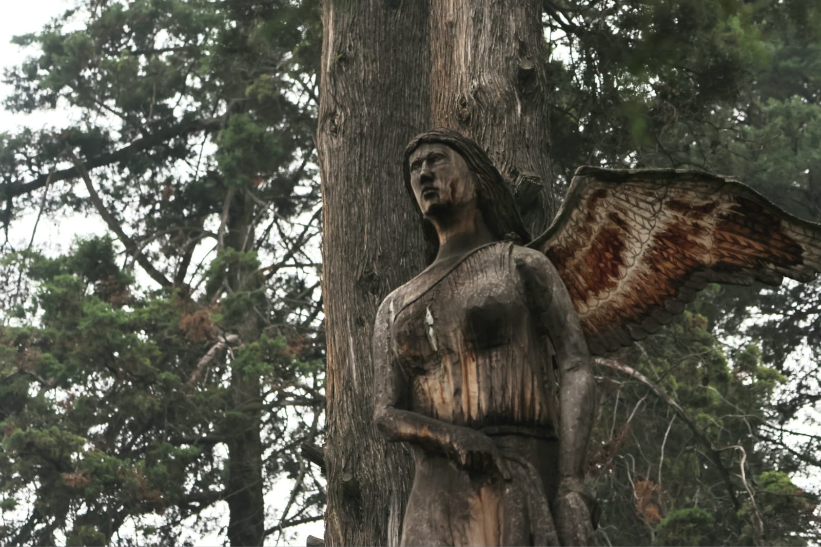 El Ángel de Paseo Colón, símbolo de un árbol que cobró nueva vida