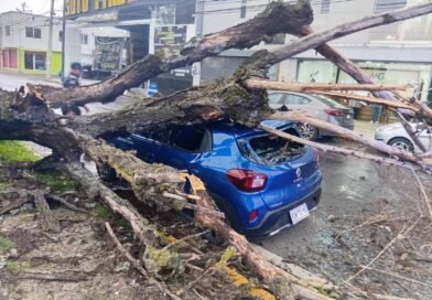 Atiende Gobierno de Toluca reportes por caída de árboles derivada de las lluvias y fuertes vientos