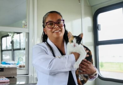 Más que compañía: gatos requieren cuidados específicos para vivir saludablemente