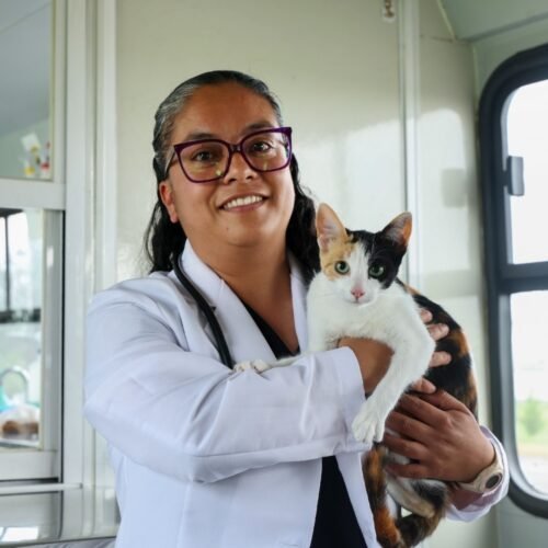 Más que compañía: gatos requieren cuidados específicos para vivir saludablemente